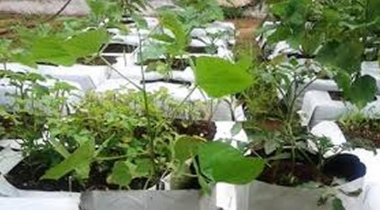 Evocoir Platinum – Coco Grow Media Open Top Grow Bags with Filter - Global  Garden